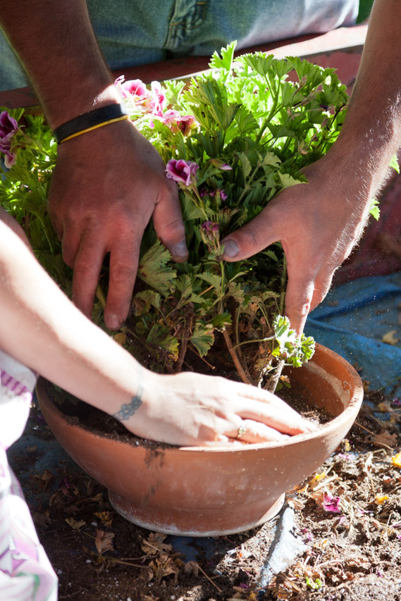 Potting